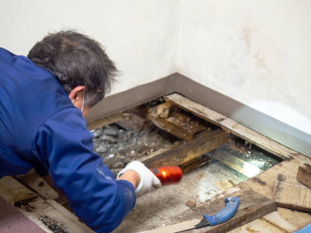 Best Black Mold Remediation in Larned, KS
