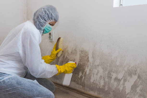 Best Attic Mold Remediation in Larned, KS