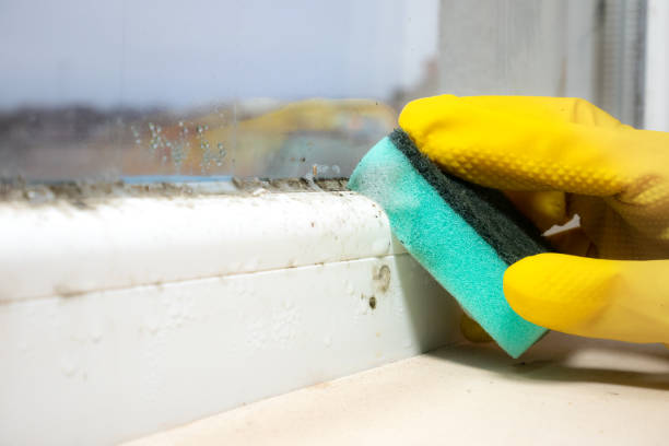 Best Insurance-Related Mold Remediation in Larned, KS