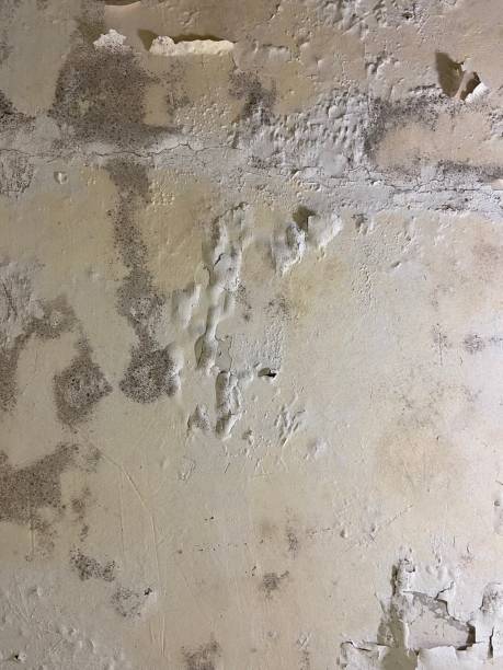 Best Residential Mold Remediation in Larned, KS