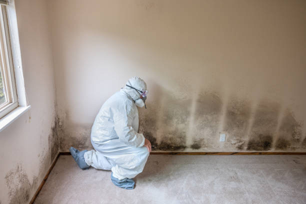 Best Insurance-Related Mold Remediation in Larned, KS