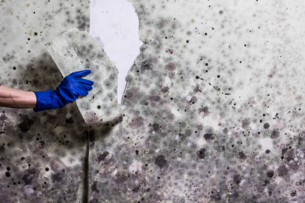 Best Health and Safety Mold Remediation in Larned, KS