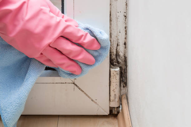 Best Industrial Mold Remediation in Larned, KS